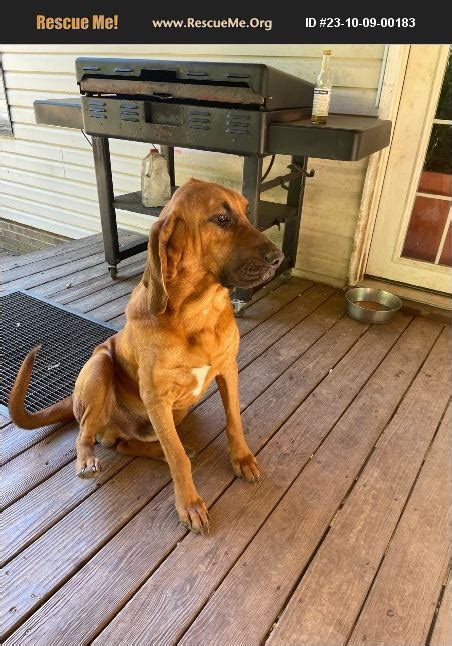 bloodhound puppies in north carolina|bloodhound rescue nc.